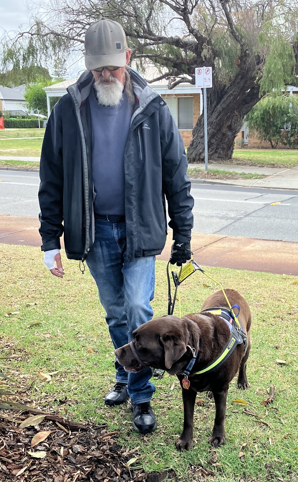 Chocolate labrador best sale guide dog